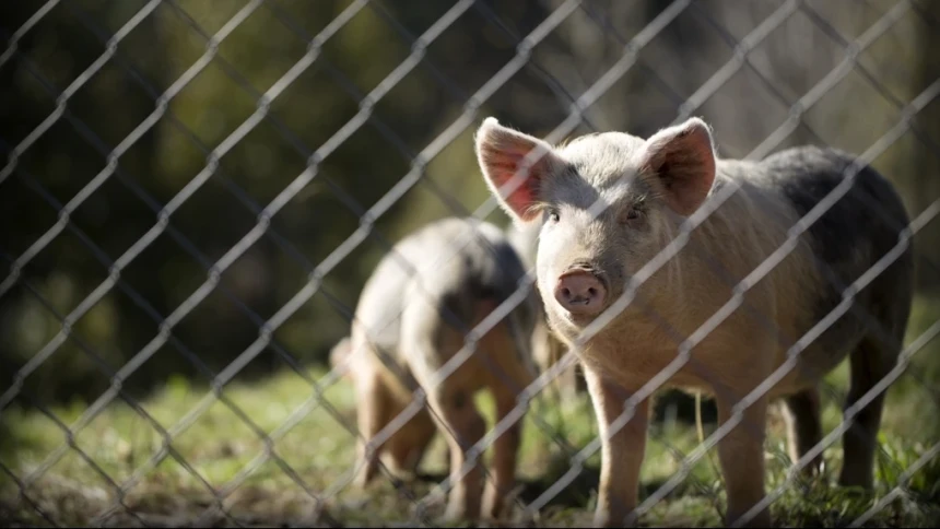 Kambing Halal, Kenapa Babi Haram? Ini Alasannya
