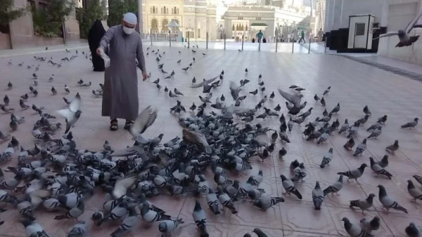 Mbah Wahab Bawa Burung Dara dari Makkah