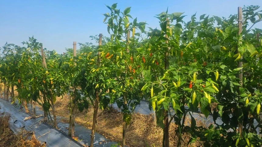 Petani Cabai Rembang: Harga Tinggi Bantu Tutupi Biaya Produksi