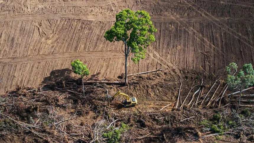 Film Pesta Babi Bongkar Kerusakan Hutan Papua, Greenpeace Soroti Perampasan Tanah Adat demi PSN