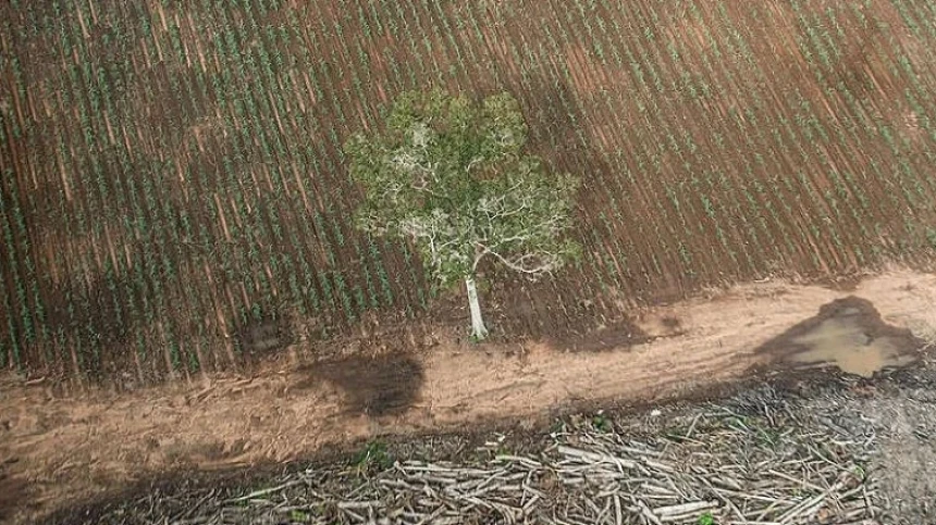 Greenpeace: Hutan Papua Dikorbankan demi Penuhi Pasar Energi Hijau Global
