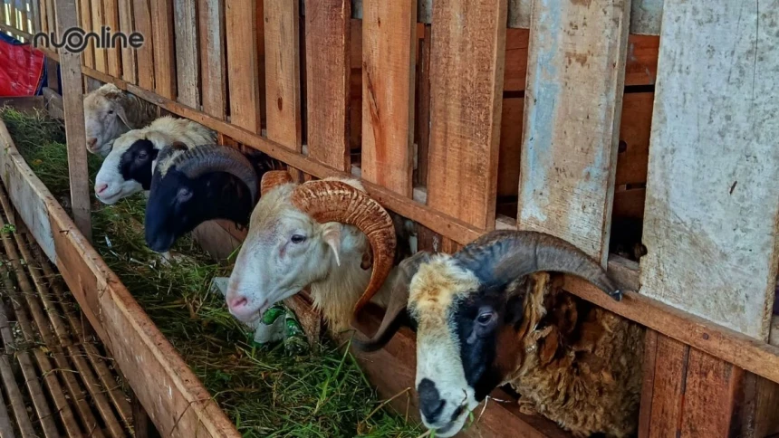 Hukum Berkurban dengan Kambing Kerdil