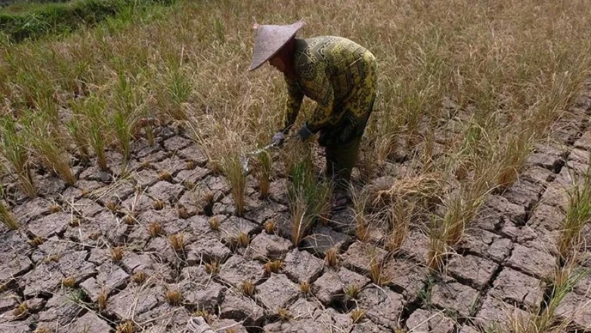 Pemerintah Klaim Stok Beras Aman, Pakar Pertanian UGM Soroti Risiko Gagal Panen saat Kemarau