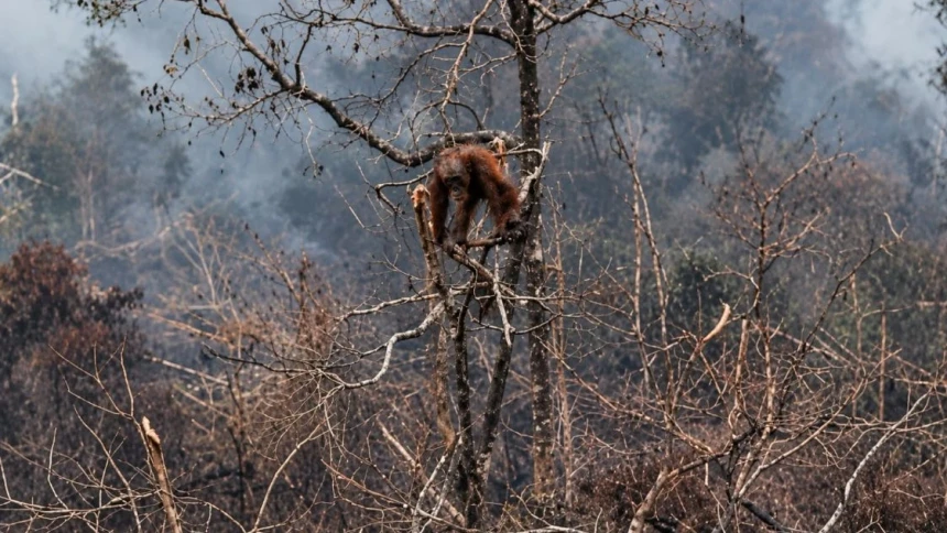 Jelang COP17 Biodiversitas, Habitat Orangutan Terancam, Tanah Warga Jadi Areal Offset
