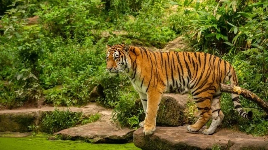Dua Orang Tewas Diterkam Harimau di Riau, Walhi Desak Pemulihan Habitat