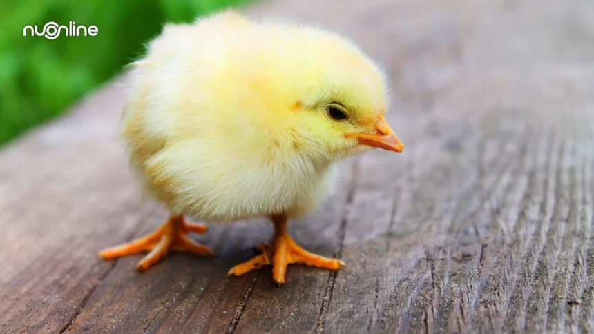 Viral Anak Ayam Jadi Suvenir Pernikahan, Begini Hukumnya dalam Islam