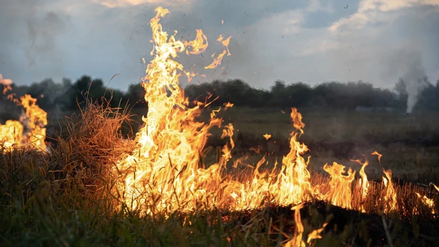 Kebakaran Hutan dan Kekeringan Semakin Meluas, Tata Kelola Ekosistem DInilai Berantakan