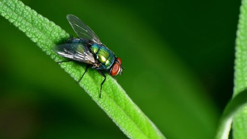 Lalat dan Rahasia di Balik Peciptaannya