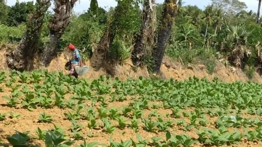 Tembakau Prancak Madura Menjanjikan Keuntungan kepada Petani karena Kualitasnya