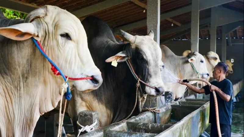 Farming Sapi Berkah Setia Farm Jadi Percontohan Lumbung Ternak Jateng, dari Dua Sapi ...