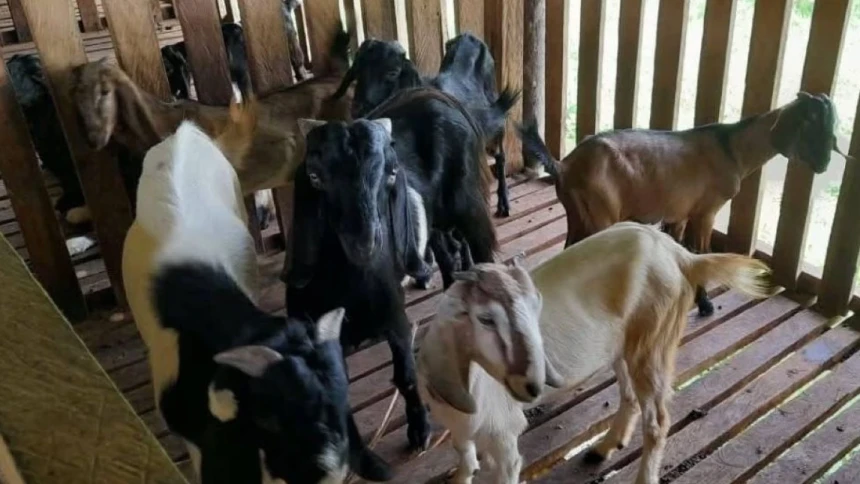 Dayah Mahyal Ulum Al-Aziziyah Banda Aceh Kembangkan Peternakan Kambing