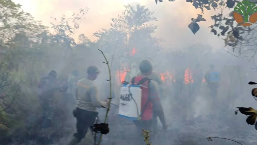 Karhutla Lahap 673 Hektare Taman Nasional Way Kambas Lampung