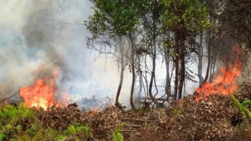 BNPB Sebut 639 Hektare Lahan Masih Terbakar di Enam Provinsi