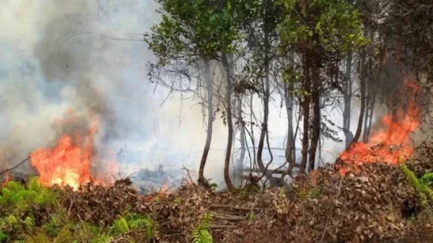 Pemuda Desak Karhutla Jadi Bencana Nasional, Walhi Ingatkan Kewajiban Lindungi Rakyat