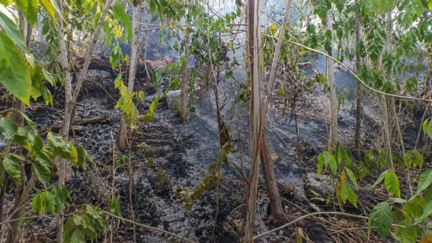 Karhutla di Indonesia Timur, 55 Hektare Lahan Terbakar