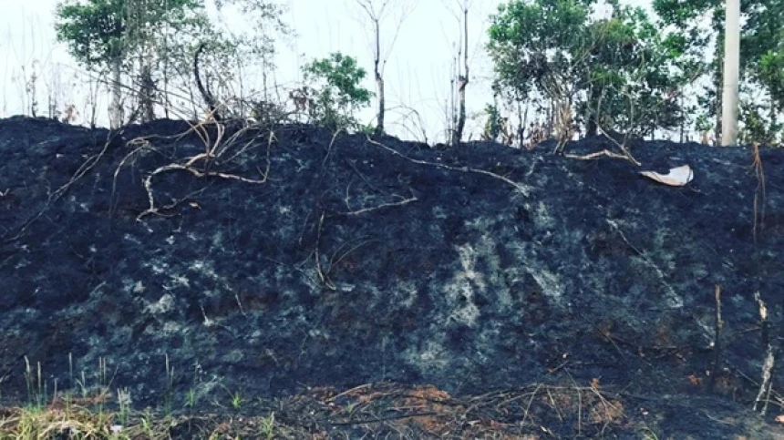 Transisi Energi Berisiko Picu Deforestasi dan Konflik Lahan