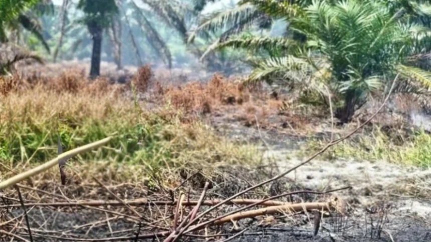 Karhutla Nagan Raya Capai 60 Hektare, NU Aceh Minta Pemerintah Serius Cegah Perluasan