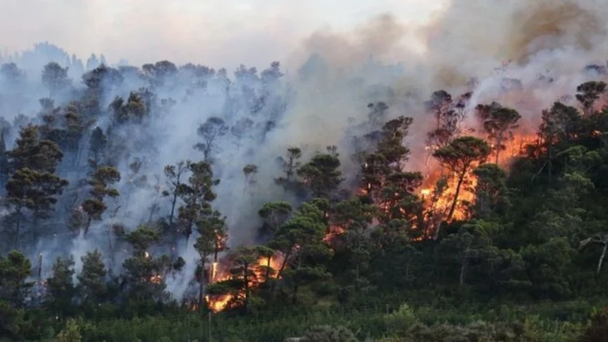 Masuki Kemarau, LPBI PBNU Imbau Masyarakat Waspada Kebakaran Hutan dan Kekeringan