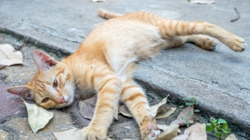 Hukum Tidak Sengaja Menabrak Kucing sampai Mati 