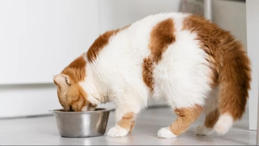 Makanan yang Dijilat Kucing, Apakah Najis?