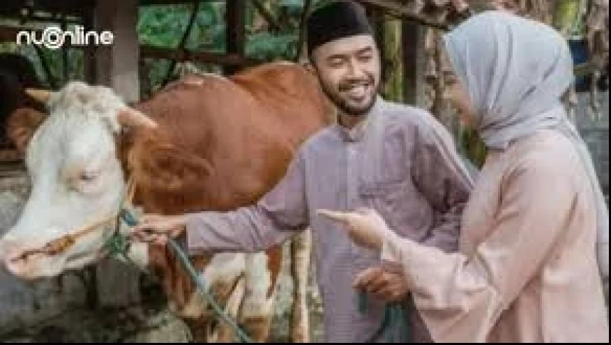 Hewan Kurban Ditembak Saat Mengamuk, Apakah Dagingnya Halal?