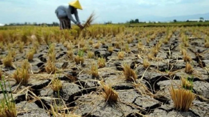 El Nino Ancam Pertanian Indonesia, Pakar UGM Ungkap Risiko Kerugian Petani