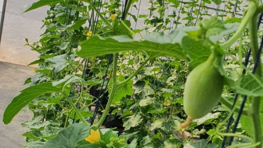 Pesantren Cipulus Kembangkan Inovasi Pertanian Lewat Budidaya Melon Inthanon