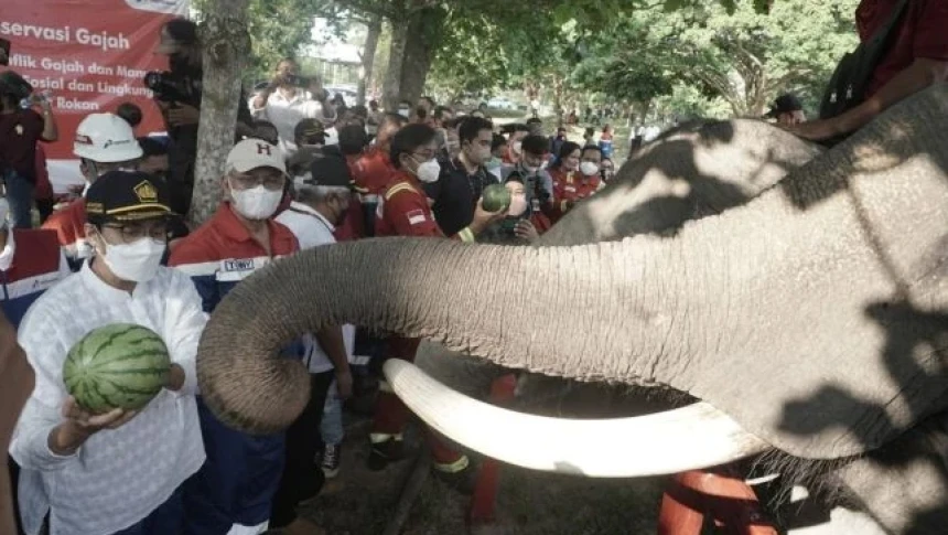 Program Konservasi Gajah Binaan Pertamina Hulu Rokan Diapresiasi Menteri Keuangan