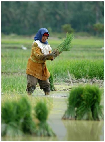 Lima Juta Petani di Indonesia Belum Miliki Lahan