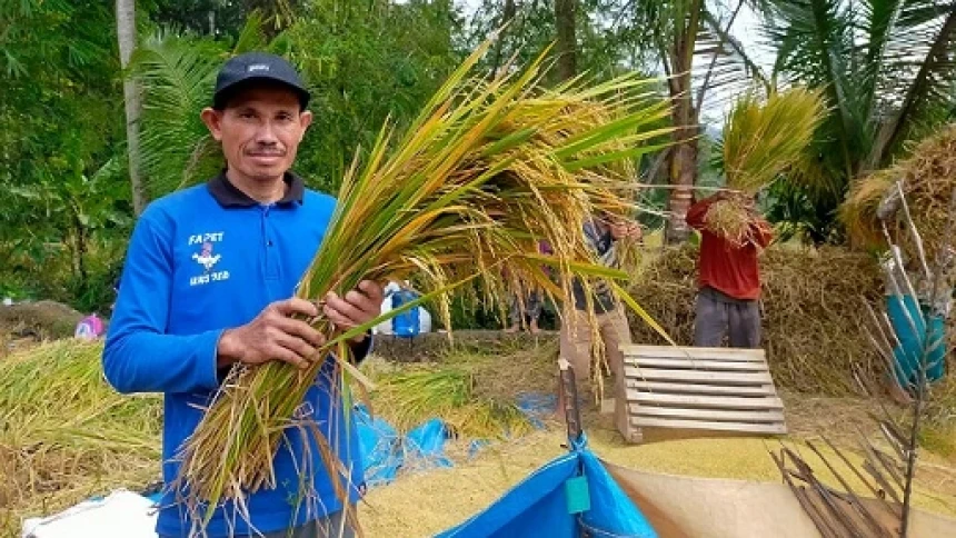 Melihat Panen Padi Organik Petani NU di Banyumas Jawa Tengah