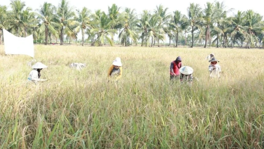Kemarau Panjang Ancam Pertanian, Hama Baru Bermunculan dan Risiko Gagal Panen Kian Nyata