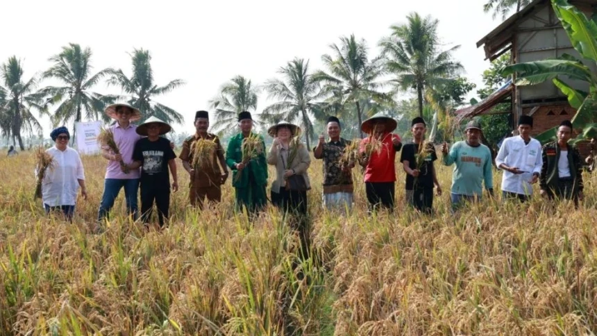 Panen Perdana Beras NU, Bukti Nyata Inovasi Pertanian untuk Perkuat Ketahanan Pangan Nasional