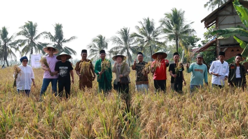 Pupuk Organik Hasilkan Beras NU Berkualitas, Hama Berkurang dan Panen Lebih Cepat