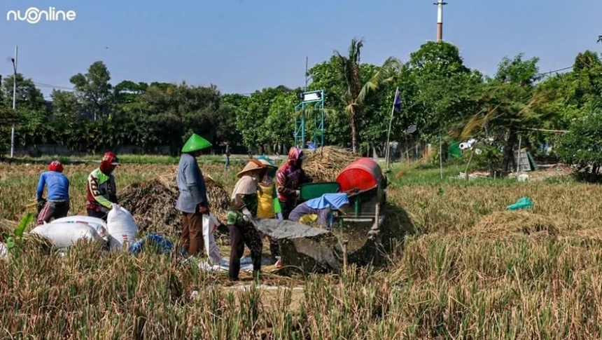 Petani Keluhkan Irigasi Minim dan Harga Hortikultura Tak Menentu saat Kemarau