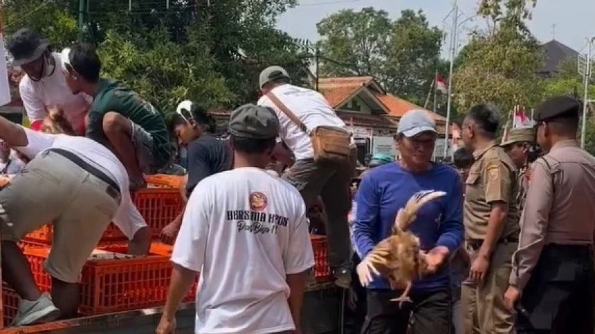 Peternak di Sejumlah Daerah Menjerit Pakan Ternak Naik, Gelar Aksi Bagi-Bagi Ayam dan Telur Gratis