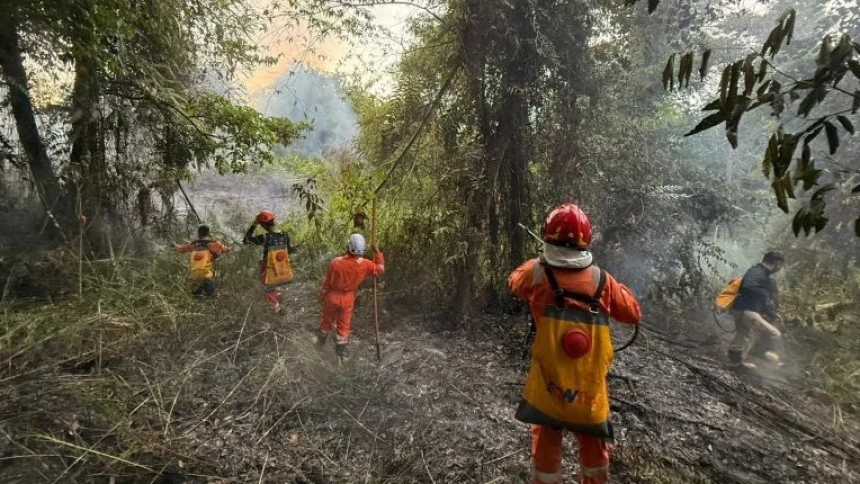 Kebakaran Hanguskan 2 Hektare Hutan di Kaltara, BNPB: Penyebab dalam Penyidikan