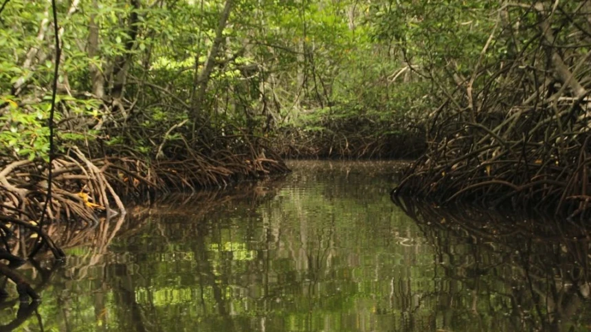 Mentan Bilang Rawa Lahan Tidak Produktif, Greenpeace: Hanya Melihat dari Ekonomi dan Eksploitatif