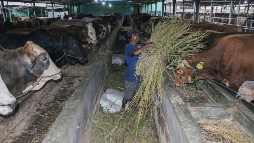 Peternakan di Kota Bekasi Rawat Ribuan Sapi untuk Idul Kurban 2026