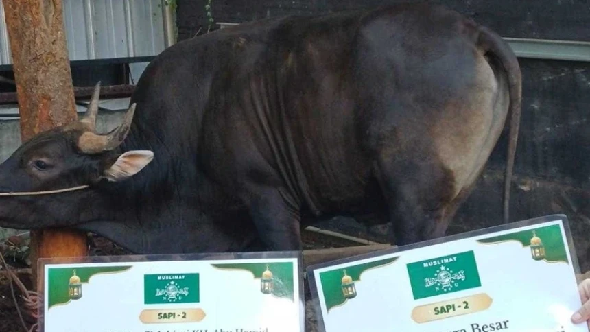 Idul Adha, Muslimat NU Distribusikan 19 Ekor Sapi dan 3 Ekor Kambing ke Sejumlah Daerah