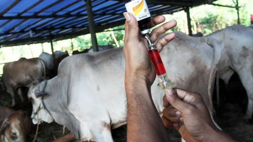 200 Ribu Lebih Terjangkit PMK, Pemerintah Gencarkan Vaksinasi Hewan Ternak