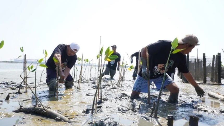 Tanam Ribuan Mangrove dan Bersih-Bersih Pantai Tandai Dimulainya Puncak Hari Santri 2023
