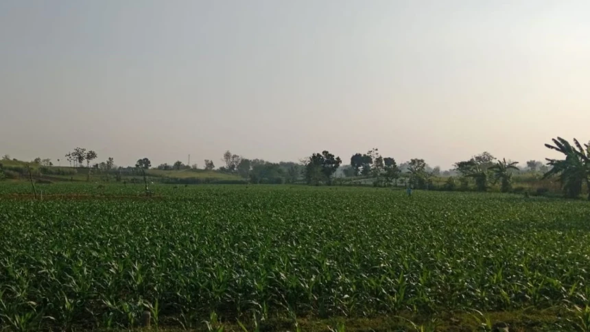 Petani Rentan Terdampak Kemarau Panjang, Teknologi Jadi Kebutuhan Mendesak Atasi Kekeringan