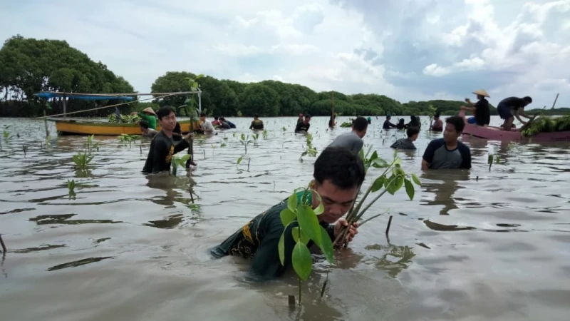 Tunjukkan Kepedulian terhadap Alam, Pelajar NU Kabupaten Indramayu Tanam 30 Ribu Bibit Mangrove di Pantai Tiris