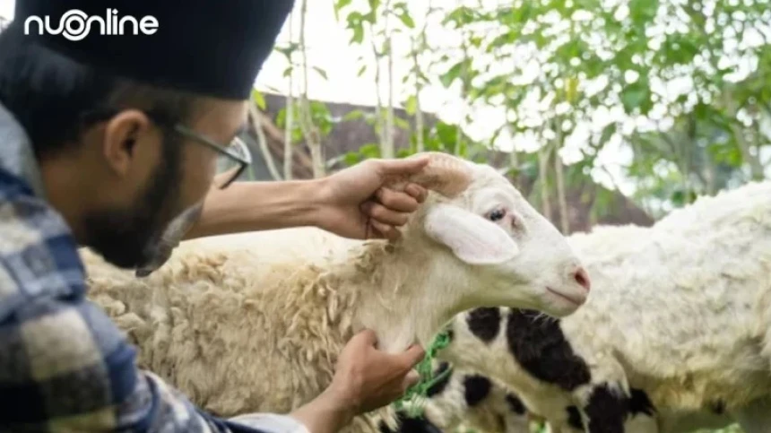 Bolehkah Berkurban Jika Masih Punya Utang? Ini Penjelasan Ulama Fiqih