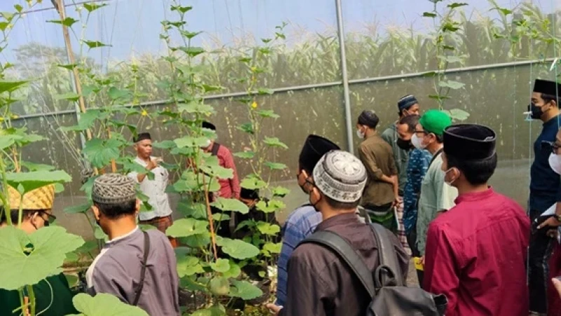 RMI PCNU Klaten Gandeng FKPP, Bekali Pesantren Budi Daya Mentimun untuk Kemandirian Pangan