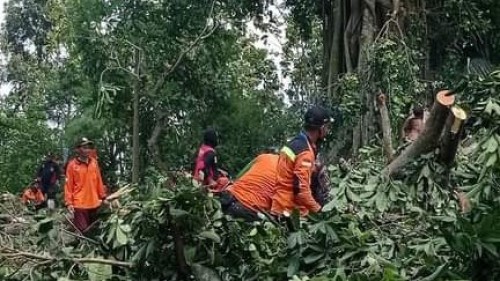 Relawan LPBINU Mojokerto Terlibat Evakuasi Pohon Tumbang