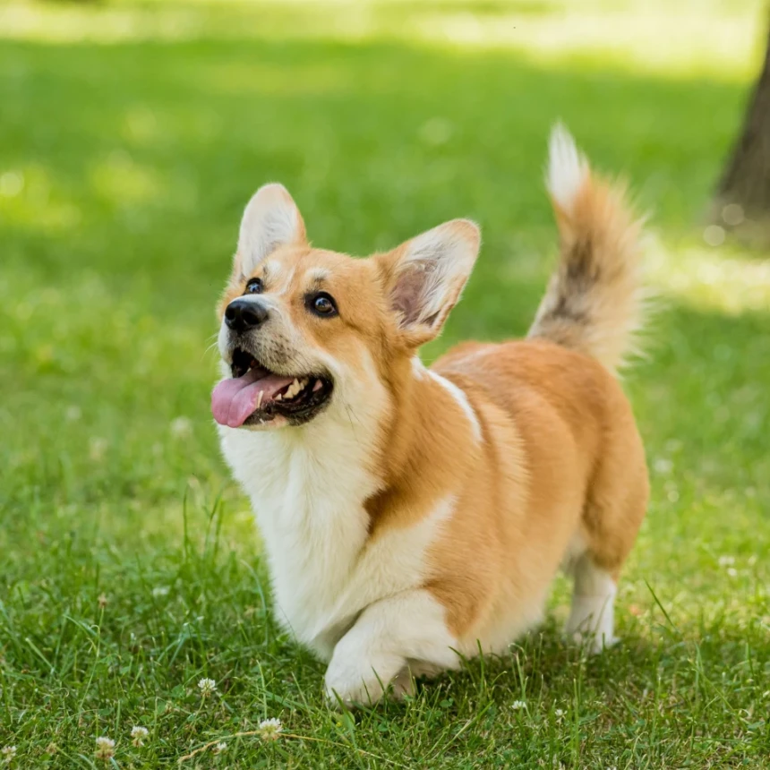Sering Waswas Terkena Najis Anjing? Begini Penjelasan dan Solusinya Menurut Ulama