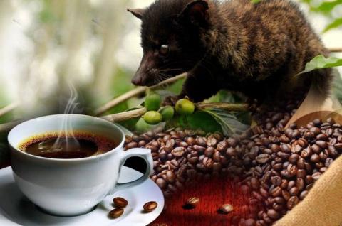 Hukum Kopi Luwak