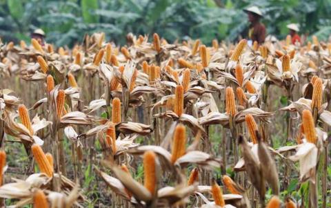 PBNU Anggap Pemerintah Belum Maksimal Dukung Petani