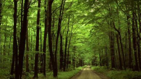 Dua Kepentingan NU soal Pengelolaan Hutan